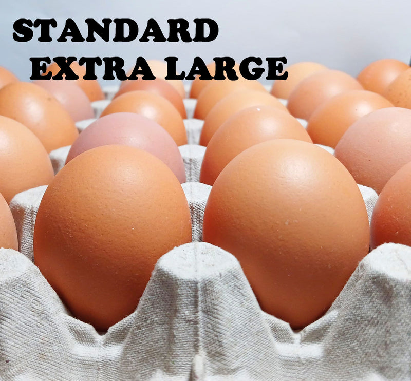 MissMossies Standard Extra Large Eggs