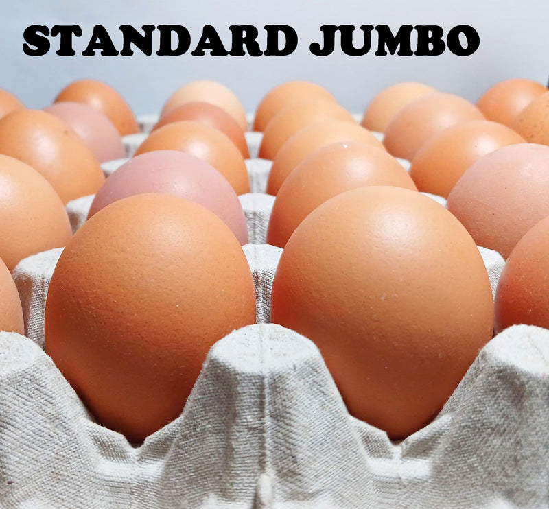 MissMossies Standard Jumbo Eggs