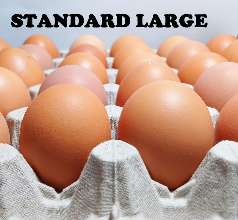 MissMossies Standard Large Eggs